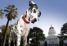 Gibson, el perro más grande del mundo