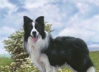 Top 10: Las Razas de Perros más inteligentes