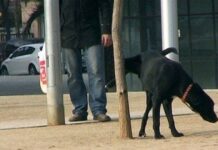 Enseñar a un cachorro a ir a un baño enseñas al cachorro a ir al baño