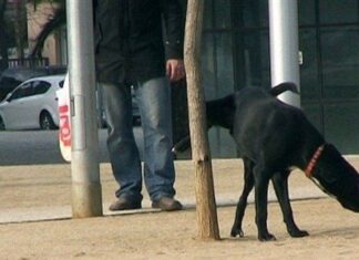 Enseñar a un cachorro a ir a un baño enseñas al cachorro a ir al baño