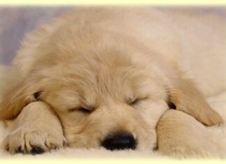 Importancia del sueño en el cachorro cachorro durmiendo