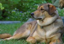 El perro y el hombre