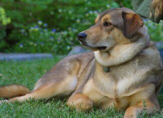 Adoptar un Perro de la Calle o de un Refugio Canino