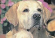 Cuidados de la raza boxer