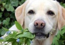 Cómo evitar que tu perro se coma las plantas perro come plantas
