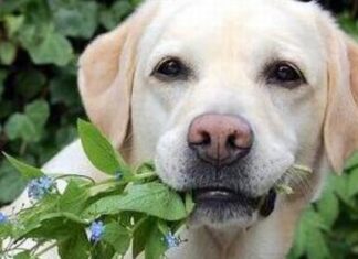 Cómo evitar que tu perro se coma las plantas perro come plantas