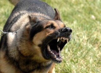 Enseñar al perro a no ladrar por las noches perro ladrando