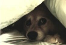 Mi perro tiene miedo a los truenos perro truenos