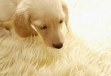 El síndrome del perro pequeño