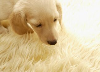 El síndrome del perro pequeño