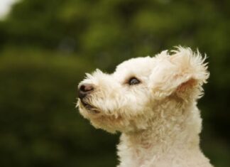 Fondos de pantalla de perros