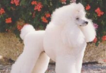 Razas de perros: El Caniche