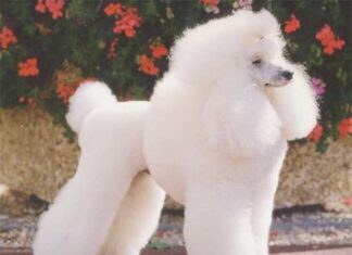 Razas de perros: El Caniche