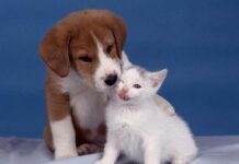 Convivencia entre perros y gatos Convivencia entre perros y gatos