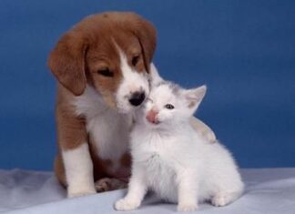 Convivencia entre perros y gatos Convivencia entre perros y gatos