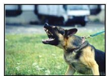 Consejos sobre la agresividad de un perro