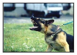 Consejos sobre la agresividad de un perro
