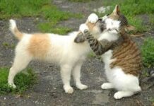 Cuidados de cachorros