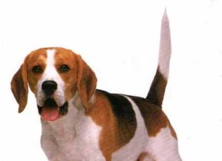 La inteligencia canina: hablar con la cola