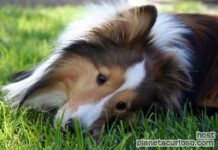 Visitas al veterinario