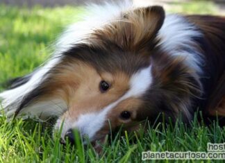Visitas al veterinario