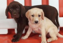 Enseñar al cachorro a hacer sus necesidades afuera