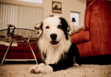 Los perros en apartamentos