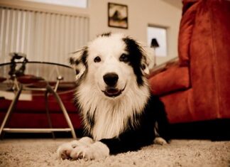 Los perros en apartamentos