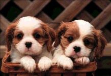 La transición del lobo al perro