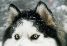 Apariencia Husky Siberiano