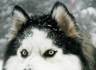 Apariencia Husky Siberiano