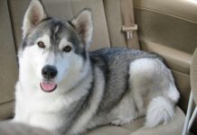 Husky Siberiano