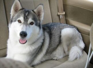 Husky Siberiano