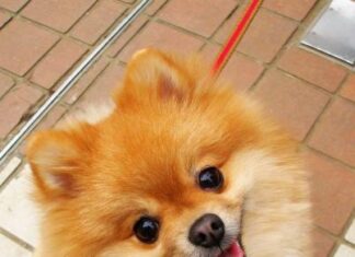 Pomerania