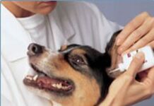 Enfermedades del oído en los perros