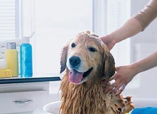 Baño del perro