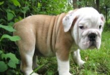 Los secretos del pedigree