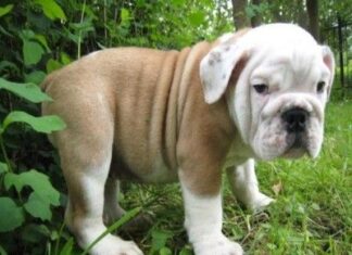 Los secretos del pedigree