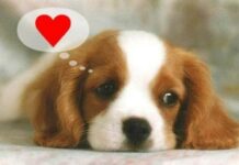 El perro también es el Mejor Amigo del Corazón