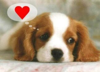 El perro también es el Mejor Amigo del Corazón