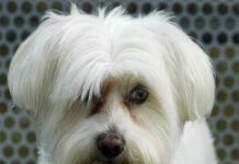 Comida de nuestra mascota