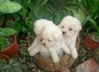 Camada de cachorros