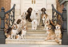 Cómo entrenar a un perro para que camine con correa