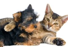 Prevención de enfermedades dentales en los perros