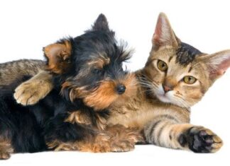 Perros y gatos