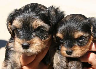 Enfermedades perros