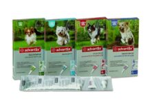 Enfermedades de perros: la leishmaniosis canina