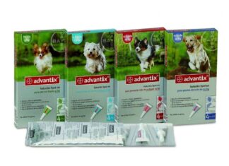 Enfermedades de perros: la leishmaniosis canina