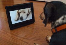 Crean el primer canal de televisión para perros
