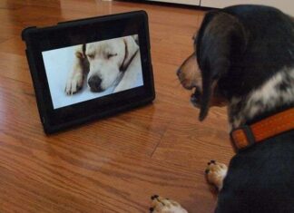 Crean el primer canal de televisión para perros